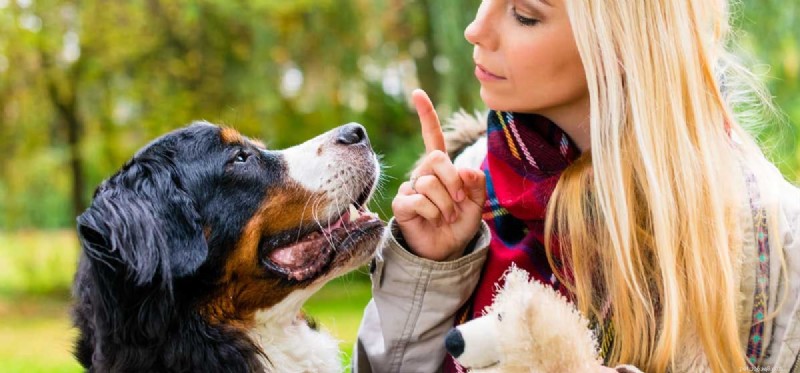 How Well Do Dogs Understand Us? Insights into Their Perception