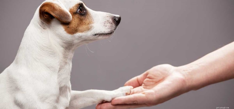 How Well Do Dogs Understand Us? Insights into Their Perception