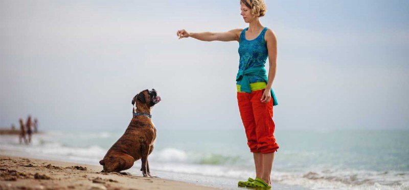 How Well Do Dogs Understand Us? Insights into Their Perception