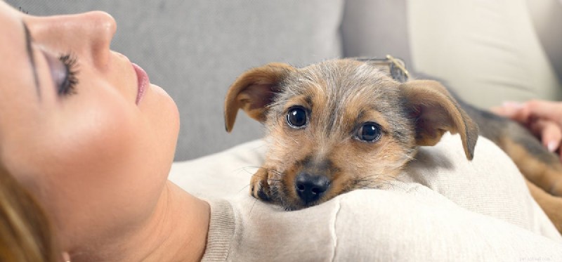 How Dogs Perceive You: The Science Behind Their Intuitive Bond