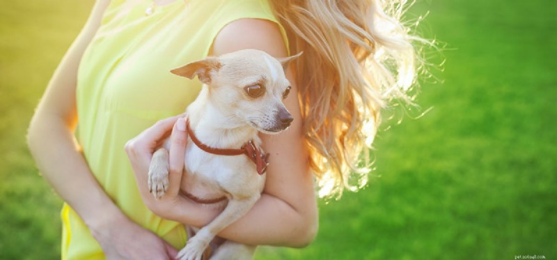 How Dogs Perceive You: The Science Behind Their Intuitive Bond