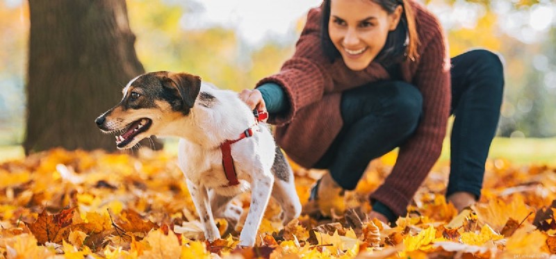 How Dogs Perceive You: The Science Behind Their Intuitive Bond