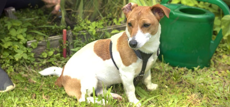 Understanding Dog Hives: Causes, Prevention, and Care