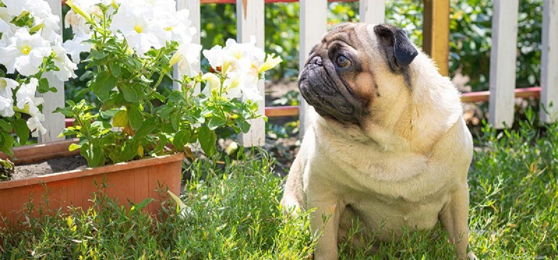 Understanding Dog Hives: Causes, Prevention, and Care