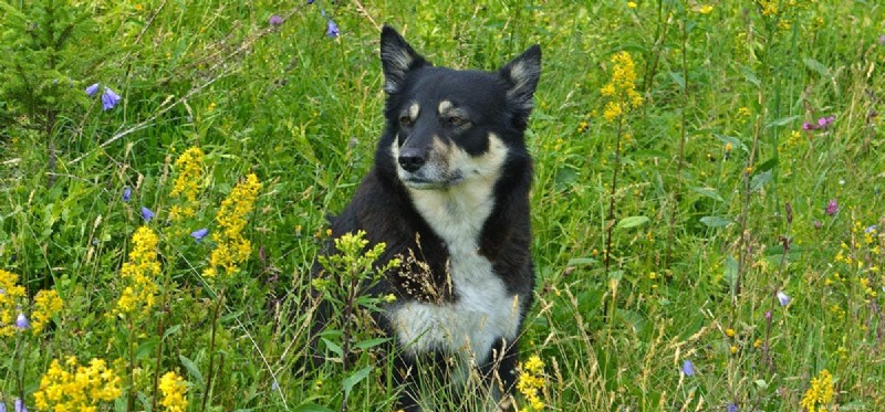 Understanding Dog Hives: Causes, Prevention, and Care
