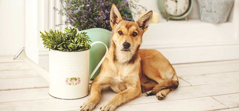 Understanding Dog Hives: Causes, Prevention, and Care