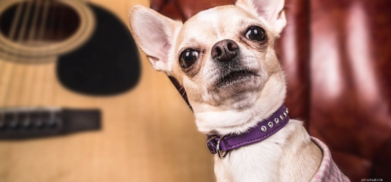 How Well Can Dogs Hear? Understanding Their Frequency Range