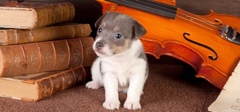 How Well Can Dogs Hear? Understanding Their Frequency Range