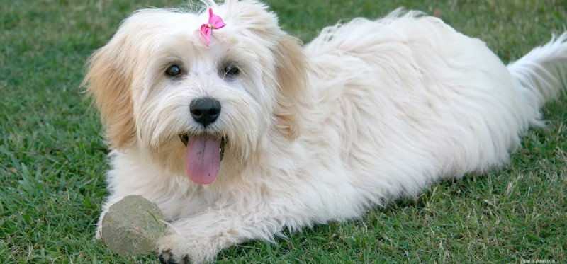 When Are Dogs Ready to Conceive? A Guide to Reproductive Timing