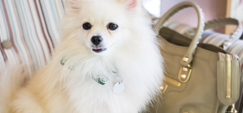 When Are Dogs Ready to Conceive? A Guide to Reproductive Timing