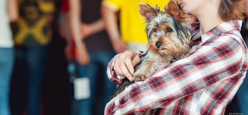 When Are Dogs Ready to Conceive? A Guide to Reproductive Timing