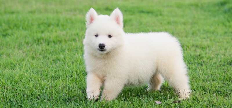 When Are Dogs Ready to Conceive? A Guide to Reproductive Timing