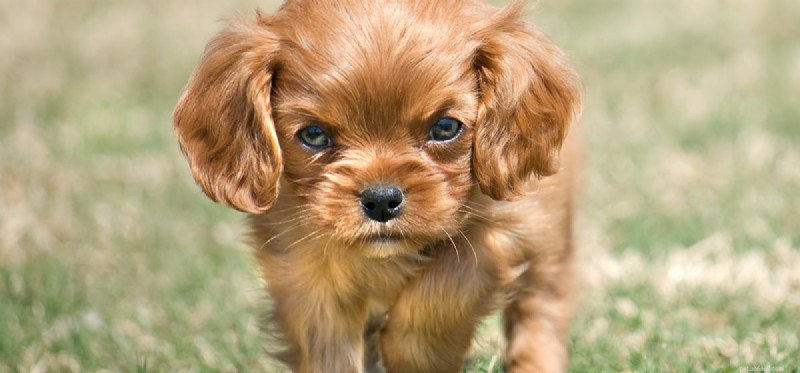 Understanding Dog Aggression: Causes, Prevention, and Solutions