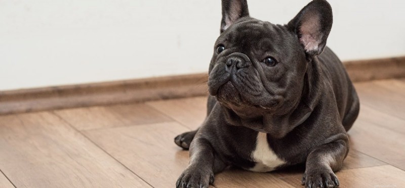 Understanding Dog Aggression: Causes, Prevention, and Solutions