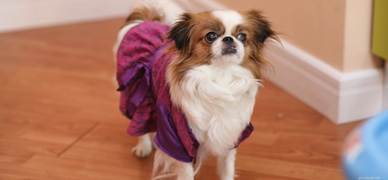 Understanding Dog Aggression: Causes, Prevention, and Solutions