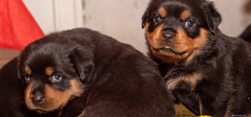 Understanding Dog Aggression: Causes, Prevention, and Solutions