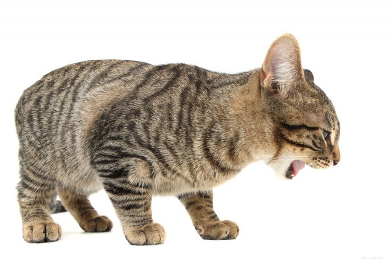 Understanding and Treating Common Cat Digestive Issues