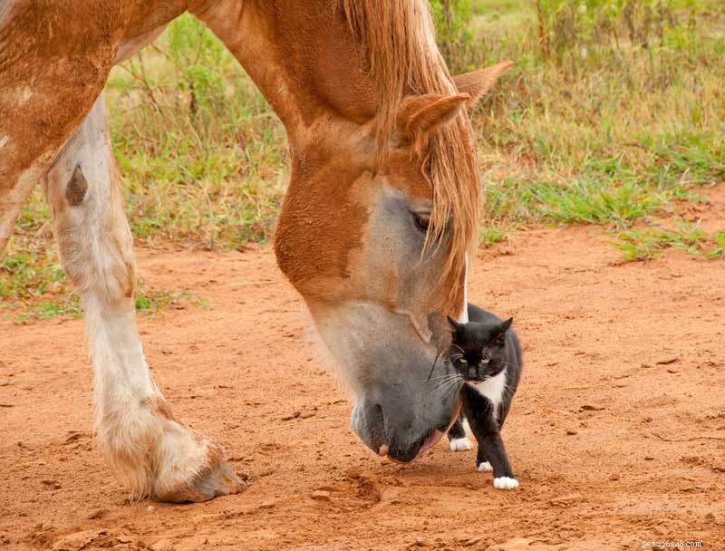 12 Compelling Reasons to Adopt a Cat This National Cat Month