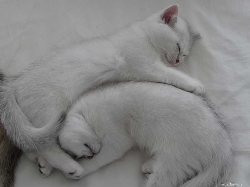 12 Compelling Reasons to Adopt a Cat This National Cat Month