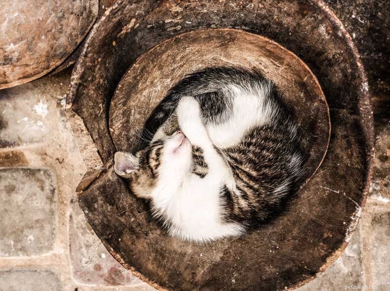 12 Compelling Reasons to Adopt a Cat This National Cat Month