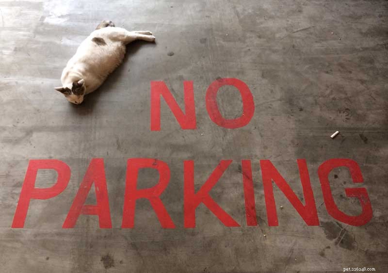 12 Compelling Reasons to Adopt a Cat This National Cat Month