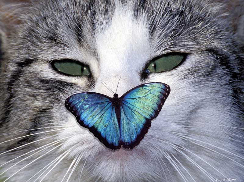 12 Compelling Reasons to Adopt a Cat This National Cat Month