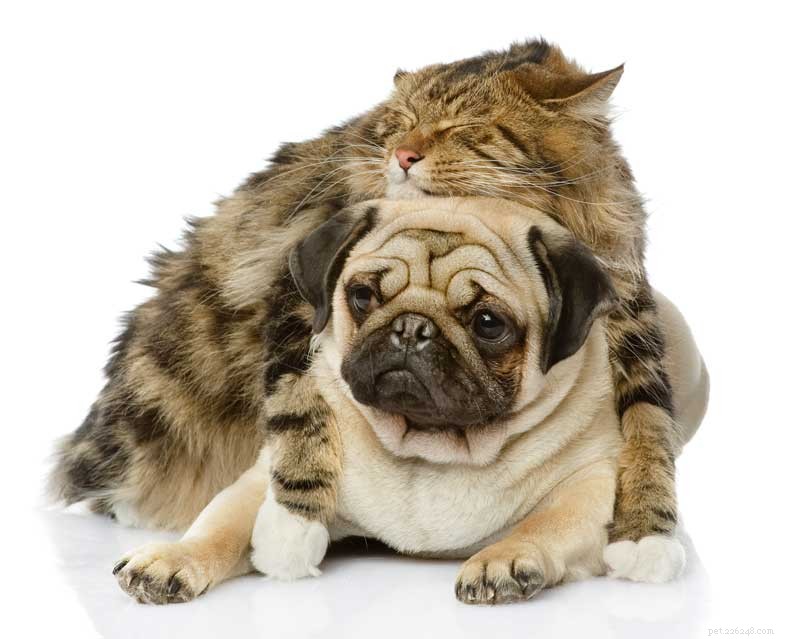 12 Compelling Reasons to Adopt a Cat This National Cat Month