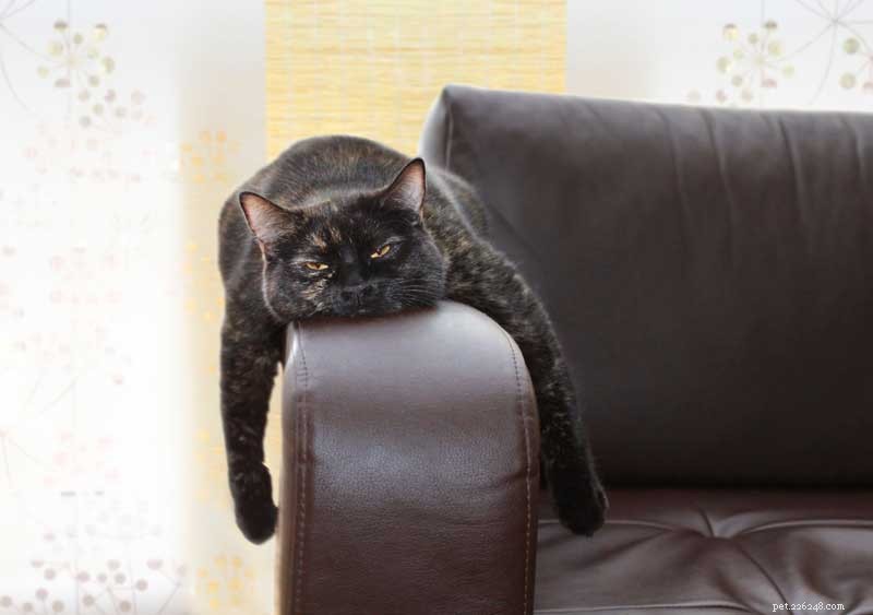 12 Compelling Reasons to Adopt a Cat This National Cat Month