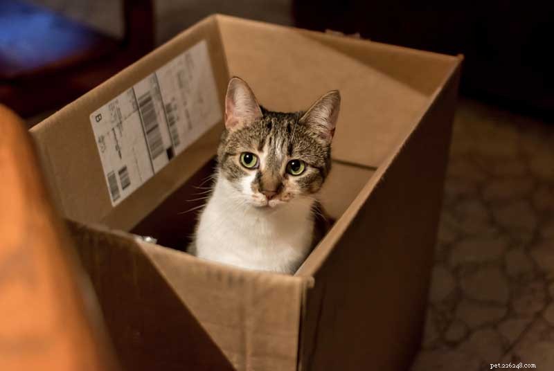 12 Compelling Reasons to Adopt a Cat This National Cat Month