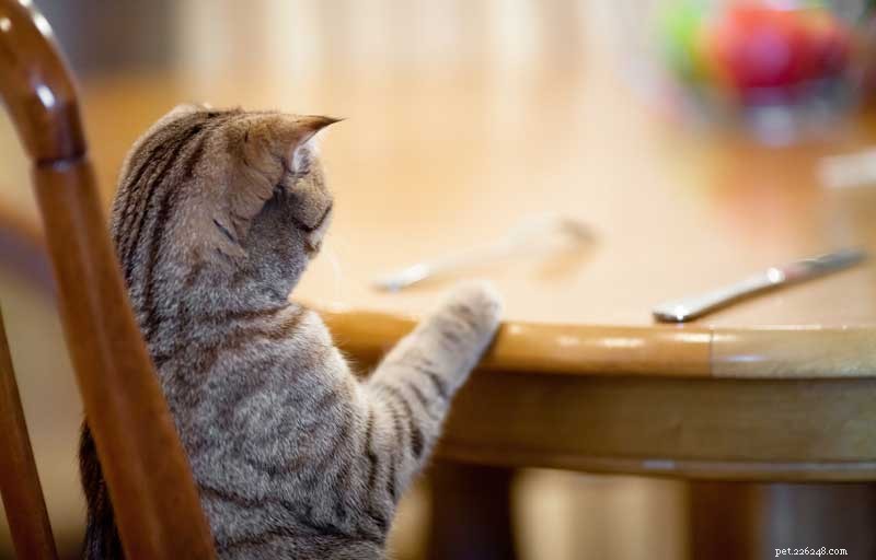12 Compelling Reasons to Adopt a Cat This National Cat Month