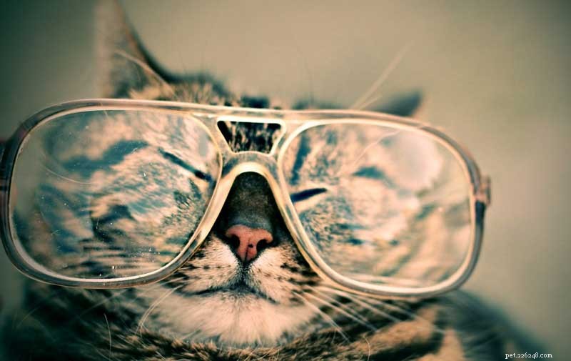 12 Compelling Reasons to Adopt a Cat This National Cat Month