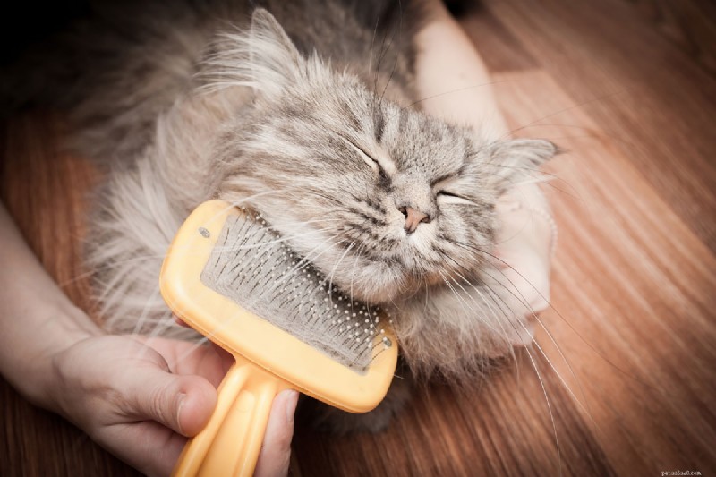 National Hairball Awareness Day: A Guide for Cat Owners