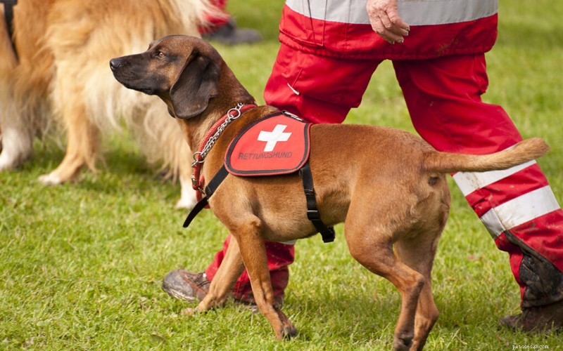 The Ultimate Nose Jobs: How Trained Hounds Save Lives