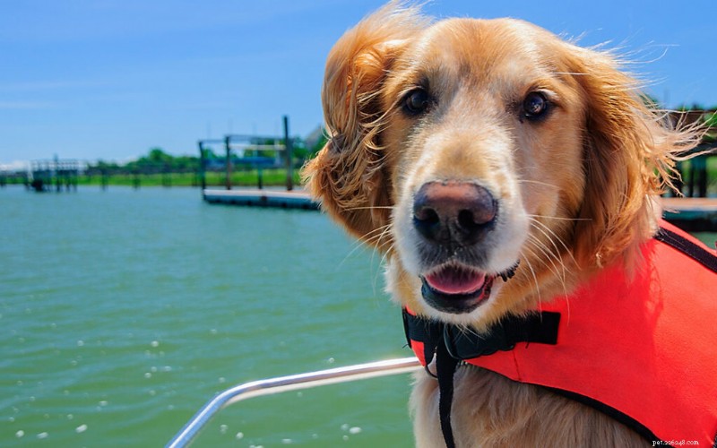 The Ultimate Nose Jobs: How Trained Hounds Save Lives