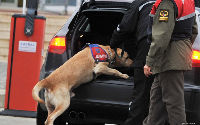 The Ultimate Nose Jobs: How Trained Hounds Save Lives