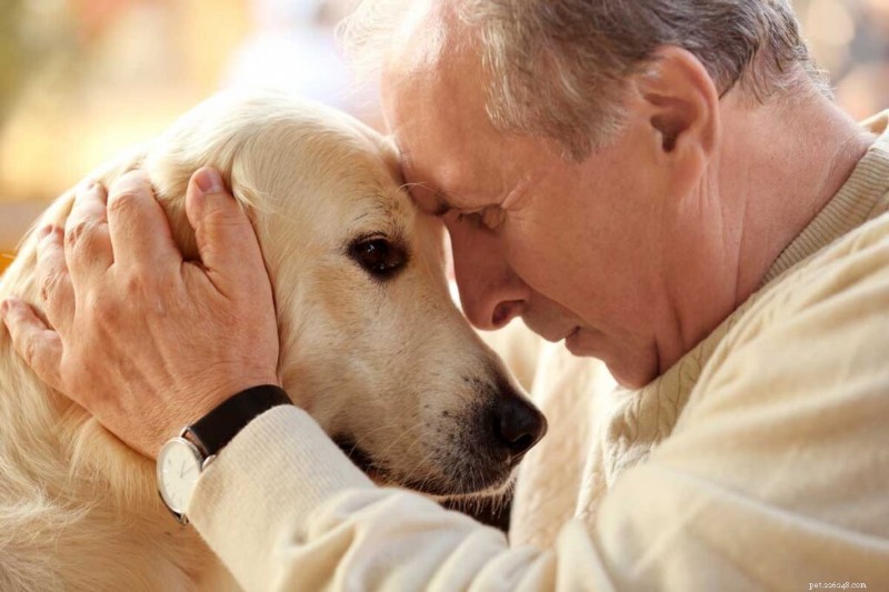 Therapy Animals: How Working Pets Improve Mental Wellbeing