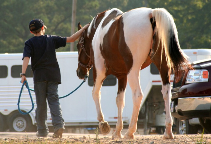 Therapy Animals: How Working Pets Improve Mental Wellbeing