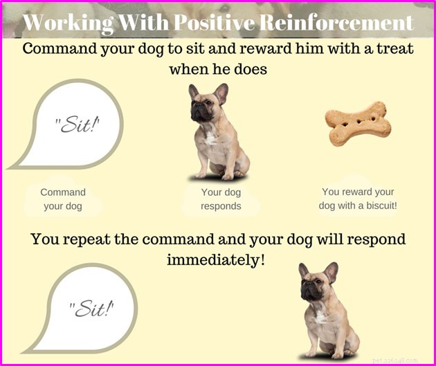 January: National Train Your Dog Month – Essential Tips & Insights