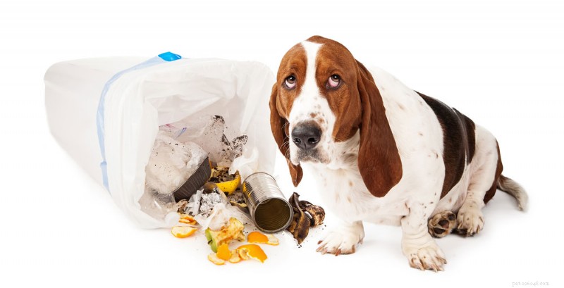The Risks of Pet Ownership: What You Need to Know