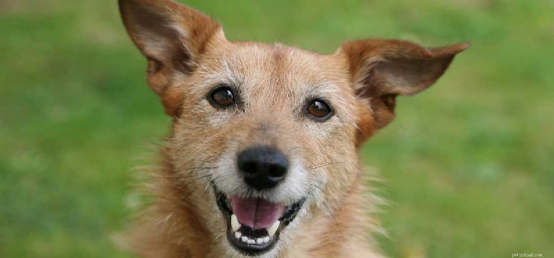 Do Dogs Recognize Human Smiles? Uncovering the Truth About Canine Emotional Perception