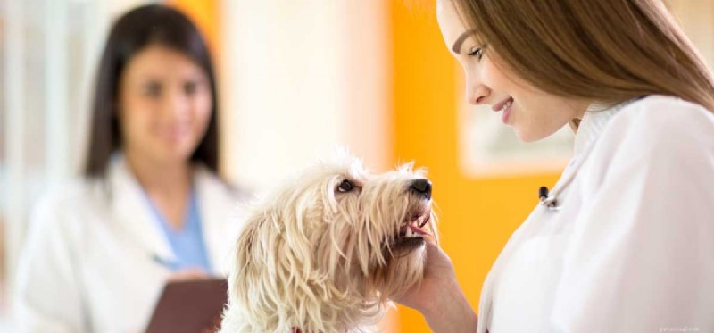 Do Dogs Recognize Human Smiles? Uncovering the Truth About Canine Emotional Perception