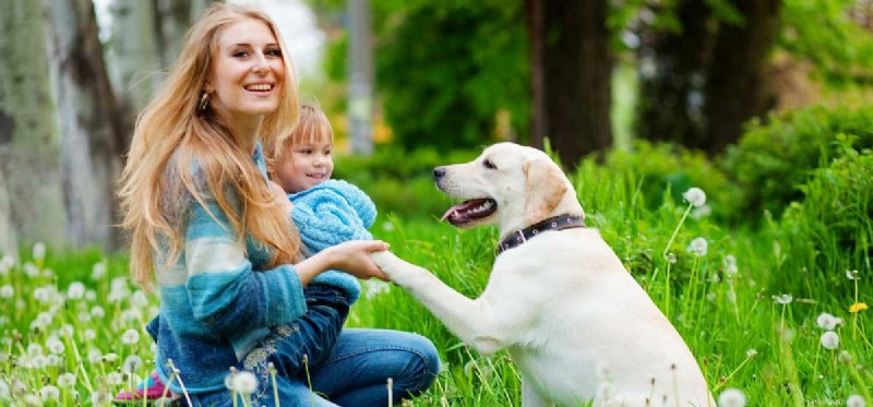 Do Dogs Recognize Human Smiles? Uncovering the Truth About Canine Emotional Perception