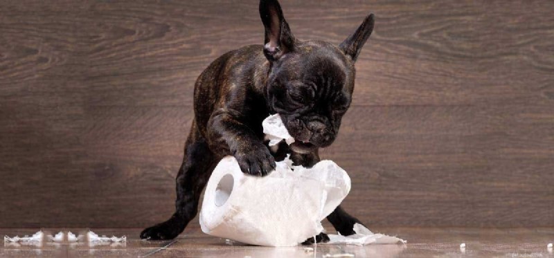 Do Dogs Truly Lack Intelligence? Separating Fact from Myth