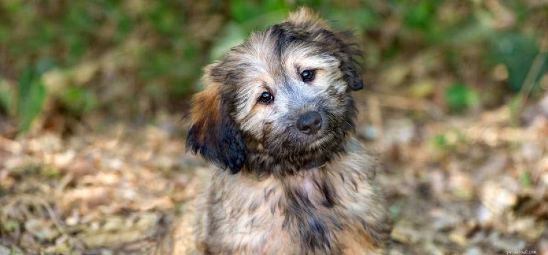 Do Dogs Truly Lack Intelligence? Separating Fact from Myth