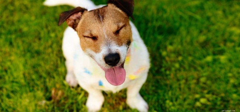 Do Dogs Truly Lack Intelligence? Separating Fact from Myth