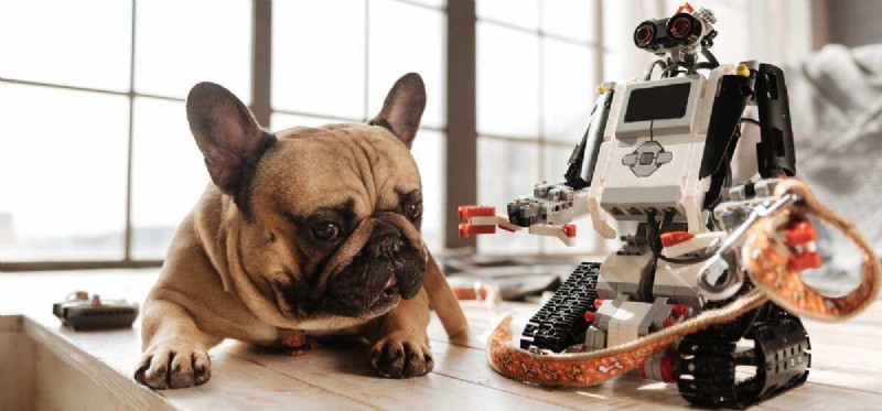 Do Dogs Truly Lack Intelligence? Separating Fact from Myth