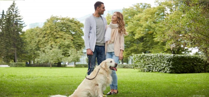 Can Dogs Truly Understand Human Conversation? New Scientific Findings