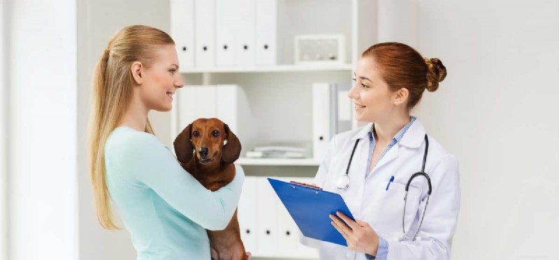 Can Dogs Truly Understand Human Conversation? New Scientific Findings