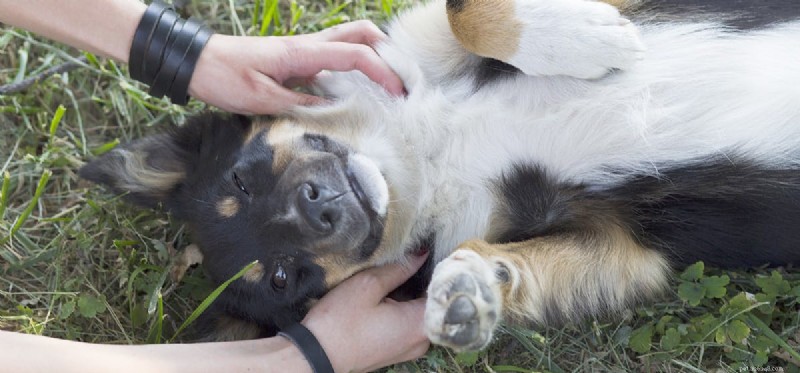 Do Dogs Respond to Tickling? Understanding Their Sensitivity and Behavior