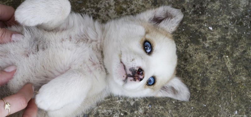 Do Dogs Respond to Tickling? Understanding Their Sensitivity and Behavior